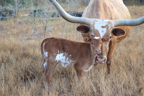 Texas Longhorn Cow Standing Guard Over Her Calf in the Pasture

