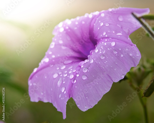 purple flower