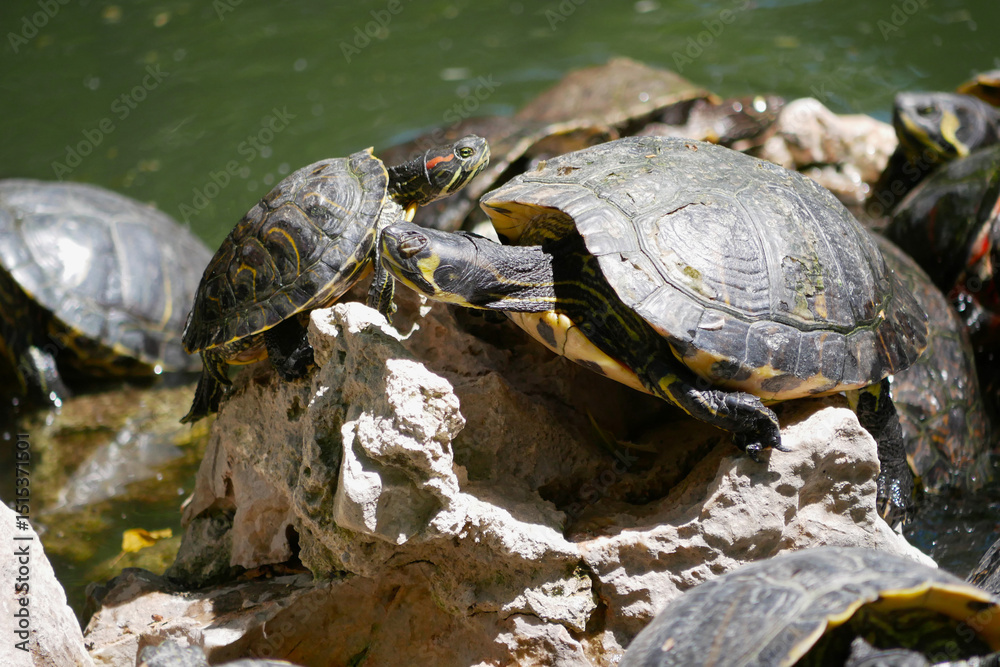 Aquatic turtles Chrysemys picta lie in the sun in a pond in the National Garden of Athens Aquatic turtles Chrysemys picta lie in the sun in a pond in the National Garden of Athens