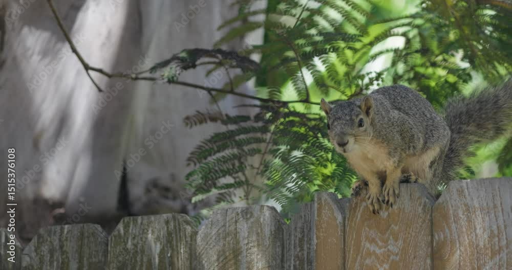 View of a Squirrel in the Mimosa Tree
