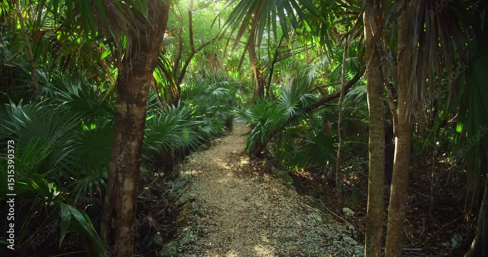 custom made wallpaper toronto digitalGravel path leads through lush green foliage inside a tranquil jungle cenote in Yucatan Mexico