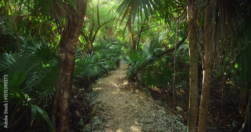Wallpaper Mural Gravel path leads through lush green foliage inside a tranquil jungle cenote in Yucatan Mexico Torontodigital.ca