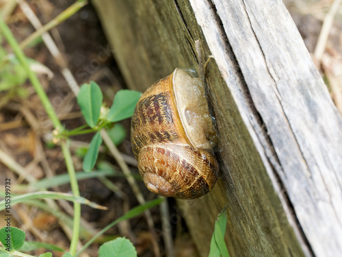 Escargot Helix pomatia rentré dans sa coquille, membrane visible, gastéropode, photographie naturaliste macro
