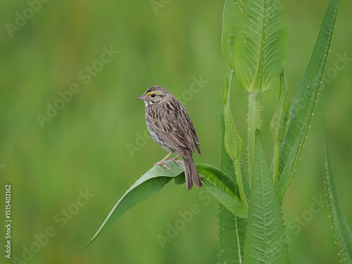 Savannah Sparrow perched on a teasel in front of a green background