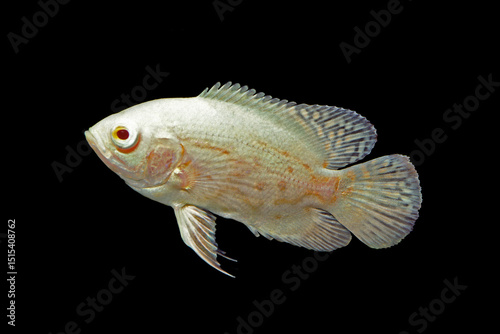 アストロノータス  アルビノ・オスカー　幼魚　黒バック