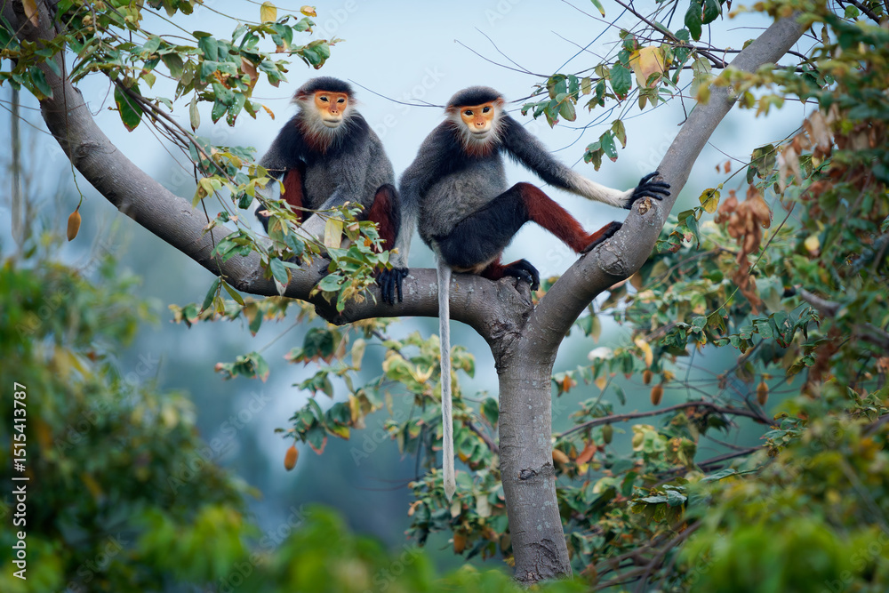Ταπετσαρία Red-shanked douc langur - Pygathrix nemaeus pair or two colorful arboreal and di