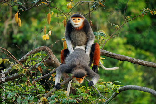 Photography Red-shanked douc langur - Pygathrix nemaeus pair or two colorful arboreal and di