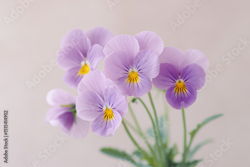 closeup shot of pansies showcasing their delicate petals and soft colors