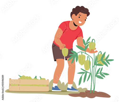 Cute boy child character picking green pepper harvest from bush enjoying farming cartoon scene