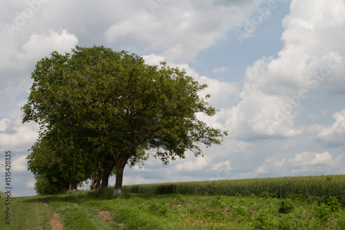 Fototapeta Naklejka Na Ścianę i Meble -  A tree with white text