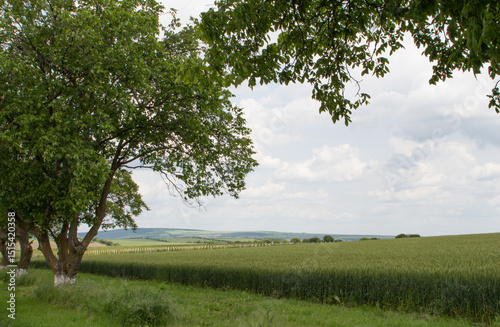 Fototapeta Naklejka Na Ścianę i Meble -  A large tree in a field