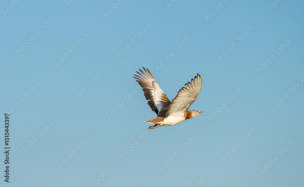 Eurasian Great Bustard (Otis tarda) photographed in Spain Eurasian Great Bustard (Otis tarda) photographed in Spain