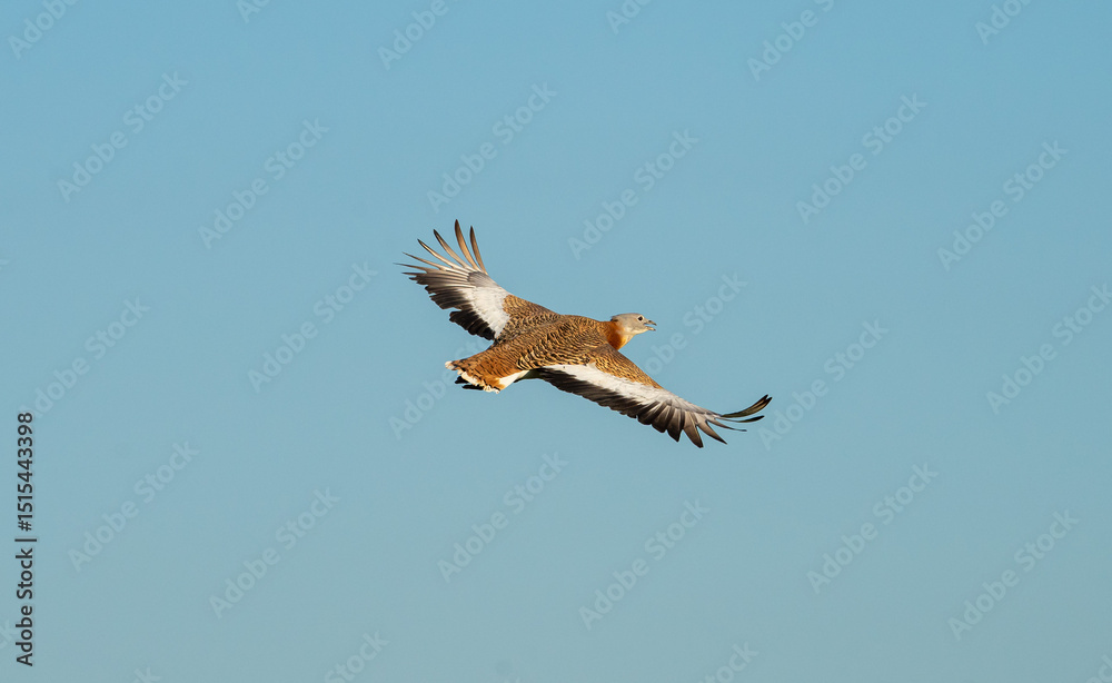 Fototapeta premium Eurasian Great Bustard (Otis tarda) photographed in Spain