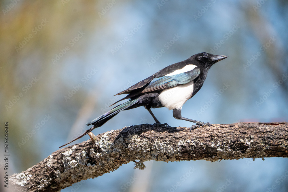Naklejka premium Common Magpie (Pica pica) photographed in Spain