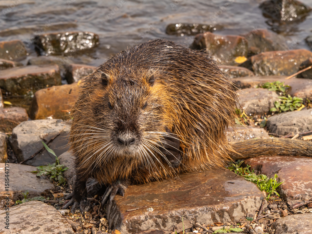 Εκτύπωση καμβά Coypu (Myocastor coypus) sitting on river rocks, wet and alert