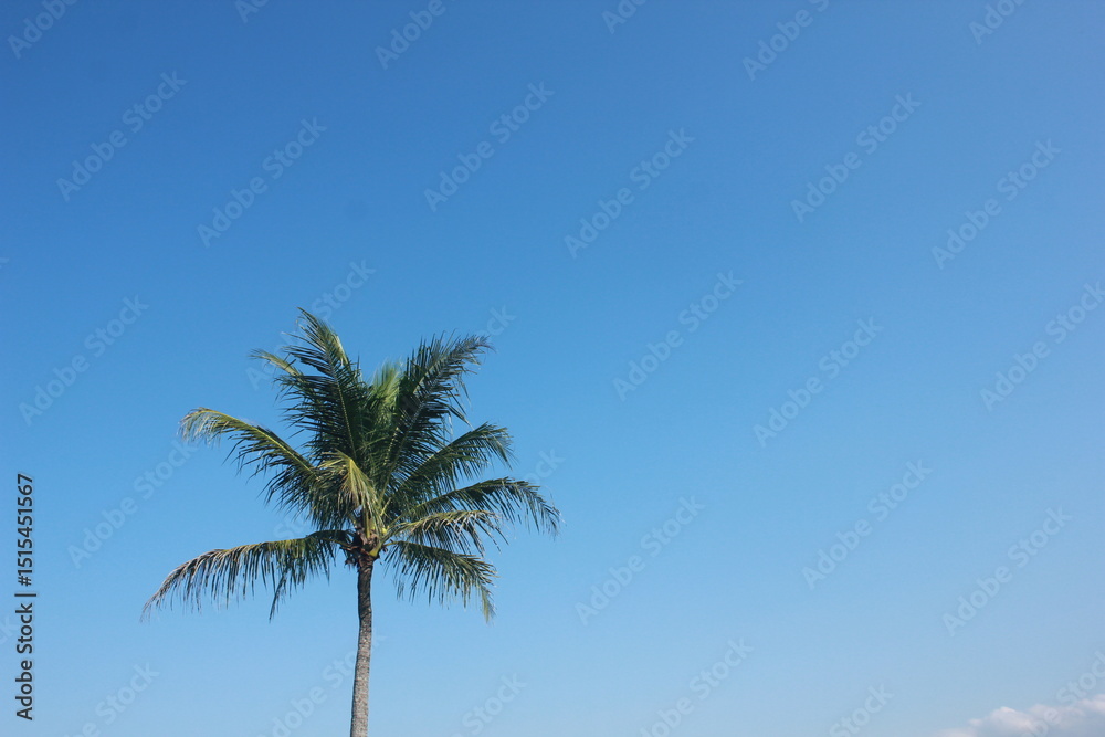 Fototapeta premium coconut tree and the sky background