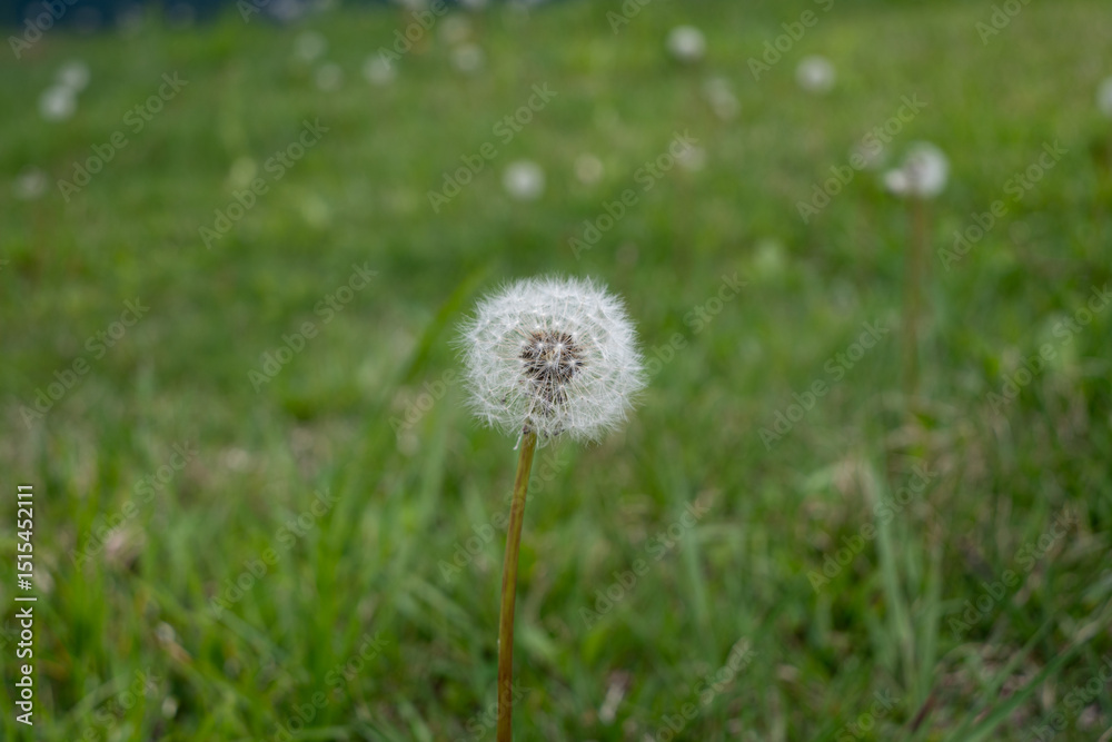 綿毛になったタンポポの花 長野県大町市 綿毛になったタンポポの花 長野県大町市