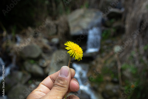 A person holds a yellow flower with the fingers of his left hand and in the background of the image there is a waterfall and leaves photo