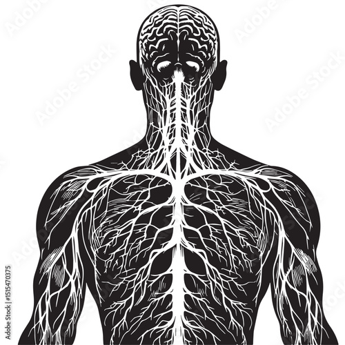 Black Color Nervous system Vector Illustration, Solid White Background