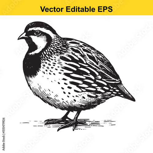 Hand-drawn illustration of a California Quail in black and white