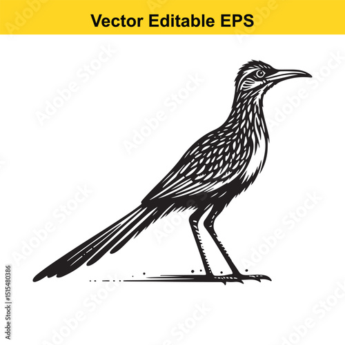 A black and white illustration of a greater roadrunner