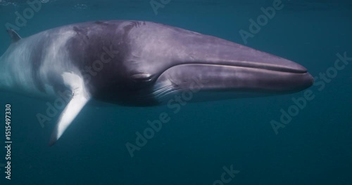 Whale Minke underwater close up ocean life wildlife