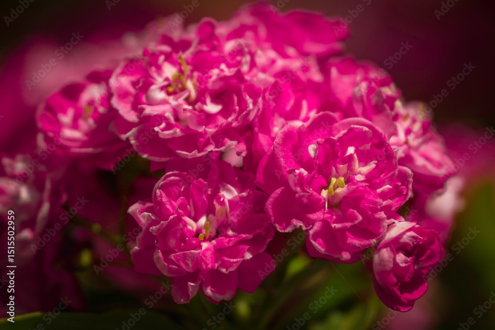 Fototapeta premium Close-up view of pink blooming hawthorn flowers. Soft lighted.