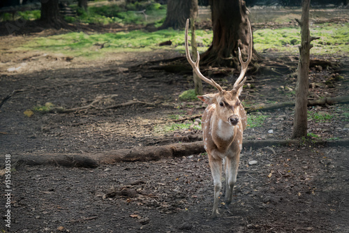 A majestic spotted deer with antlers walks gracefully in a forested enclosure