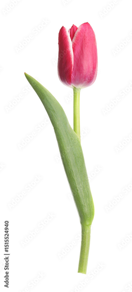 One beautiful pink tulip isolated on white One beautiful pink tulip isolated on white