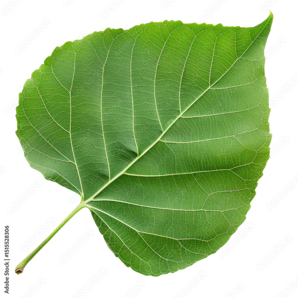 Fototapeta premium Vibrant green leaf showcasing intricate vein patterns and smooth texture, symbolizing nature beauty and vitality. This leaf can be used in various designs and projects