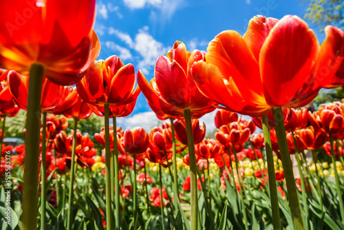 Red orange Allegretto double late tulips reaching toward blue sky and clouds under bright sun, a dynamic postcard backdrop with cheerful theme.