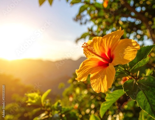 Vibrant yellow hibiscus at sunset
