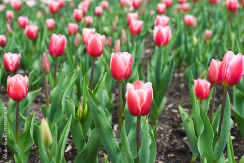 Masses of Tulip Jumbo Beauty in full bloom, soft pink May flowers creating a vibrant floral display, ideal as a background or spring-themed postcard.