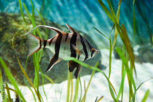 Old wife fish Enoplosus armatus swims alone in a glass tank at Sentosa aquarium in Singapore. Silver body with bold black vertical stripes photo