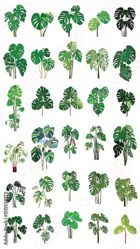 Monstera Green Leaves: A Tropical Botanical Memory of Exotic Foliage for Home Decor and Design