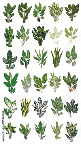 Botanical Illustration of Diverse Plant Leaves: A Detailed Artful Study of Nature's Greenery for Stunning Home Decor and Ornamental Design