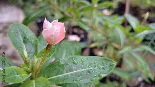 Pink Rose Periwinkle (Catharanthus roseus) with water pearls on petals, tropical flower known for its ornamental beauty and use in natural herbal remedies and traditional medicine