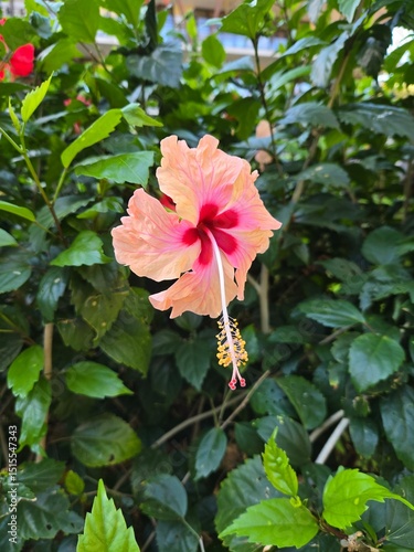 pink hibiscus flower