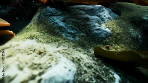 Horseshoe crabs resting on rock formation at the bottom of an aquarium, prehistoric looking crustaceans with shell and legs, benthic