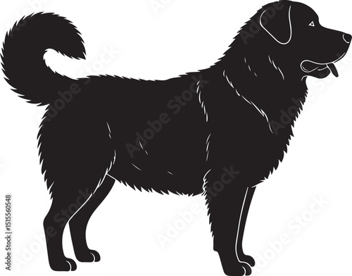 Carpathian Shepherd Dog