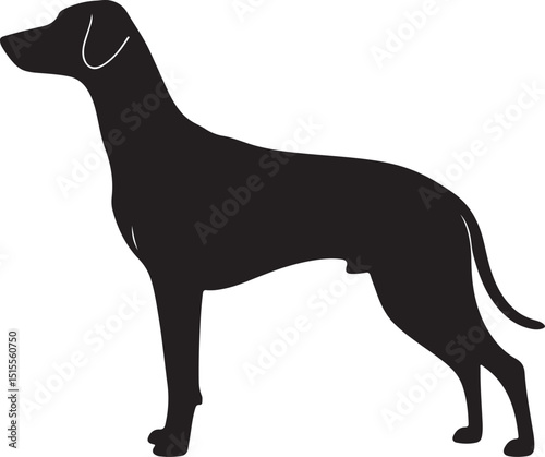 Chien Français Tricolore Side View