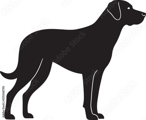 Chien Français Blanc et Orange Side View
