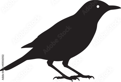 Hermit Thrush Silhouettes