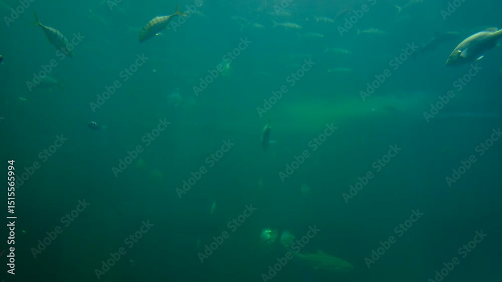 fish at aquarium, under water, animals
