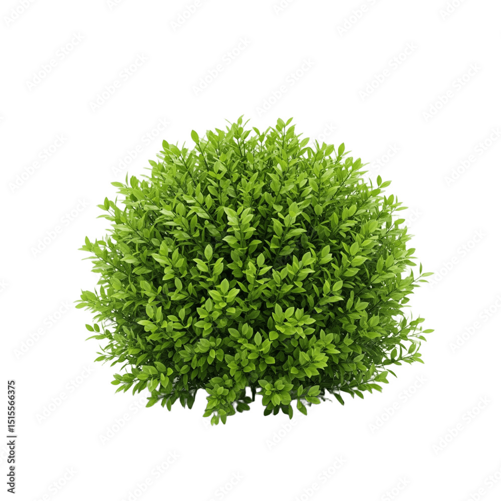 Fototapeta premium Bushes cut out background.