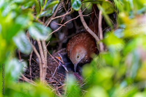 Brown trasher (Toxostoma rufum) during nesting. The young leave the nest very quickly, 9 to 13 days after hatching