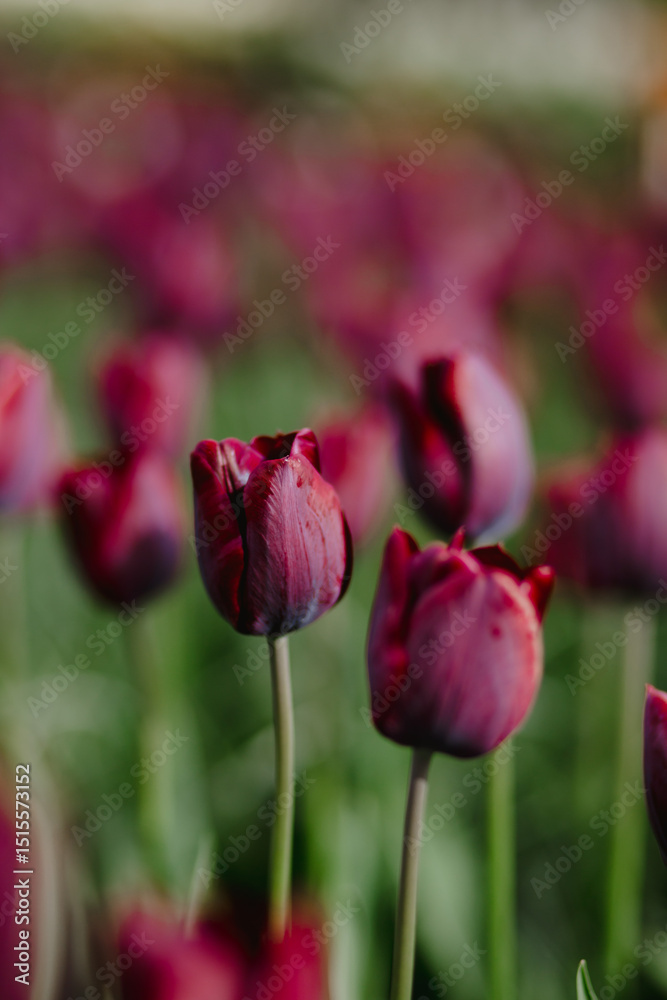 Naklejka premium Field of Deep purple Tulips in Bloom