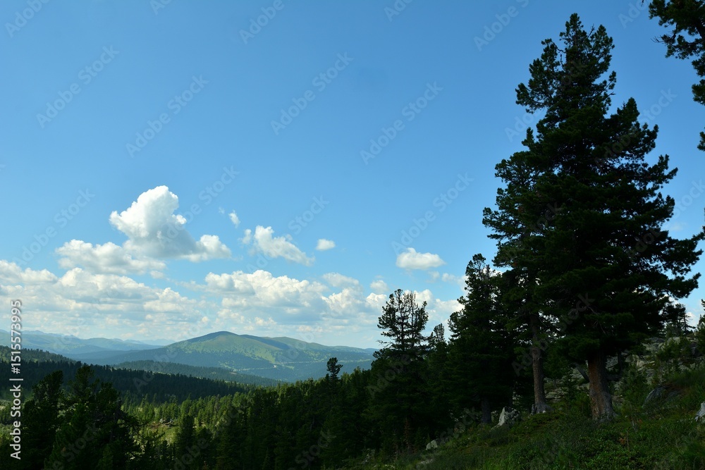 Fototapeta premium Tall cedars on a gentle slope of a high cliff overlooking a picturesque mountain range under a summer cloudy sky.