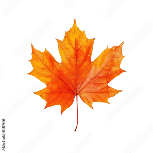 Vibrant orange maple leaf showcases beauty of autumn, with its intricate veins and crisp texture, symbolizing seasonal change and natural elegance