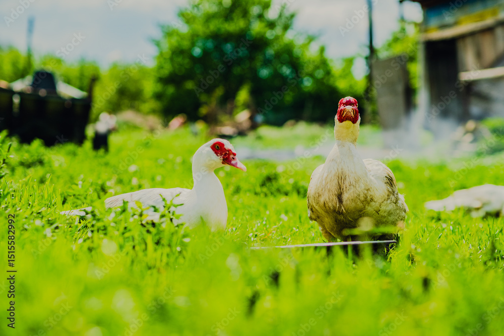 Fototapeta premium Ducks Walking on Lush Green Grass Under Cloudy Skies in a Rural Landscape During Mid-Afternoon